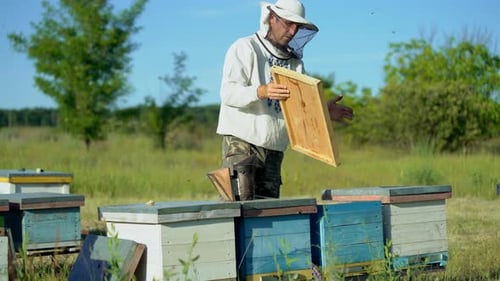 Beekeeper Tending Beehives in Sunny Rural Setting
