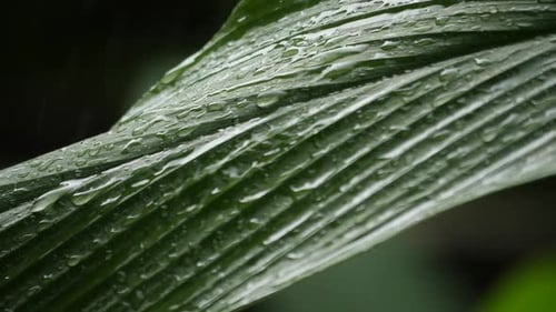 Rain falling to green leaf