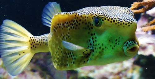 Funny Face Fish