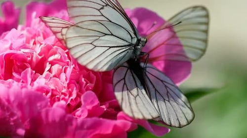 Butterflies on Pink Peony Flower Close Up