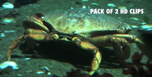 Crab and Fish on the Ocean Floor