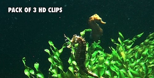 Seahorses - Pack 3