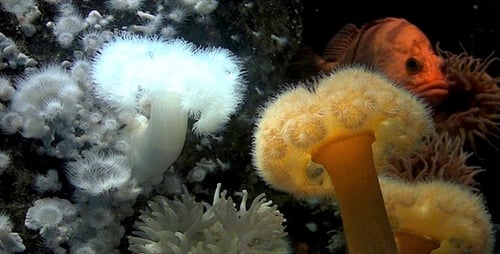 Fish & Anemones - Pack 2