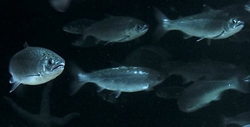 School of Fish Swimming Underwater in the Ocean