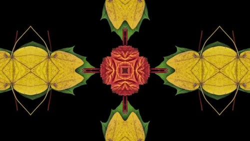 Natural Leaf Kaleidoscope Geometric Pattern Animation