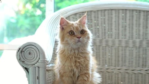 Süße Perserkatze, die auf einem Stuhl liegt und schaut