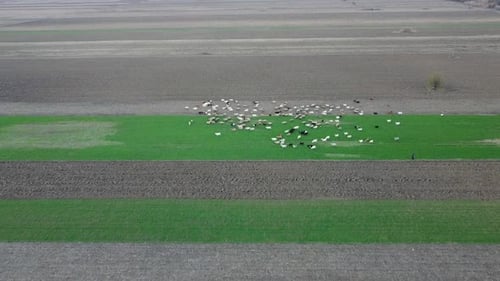 Pastoral Aerial Scene