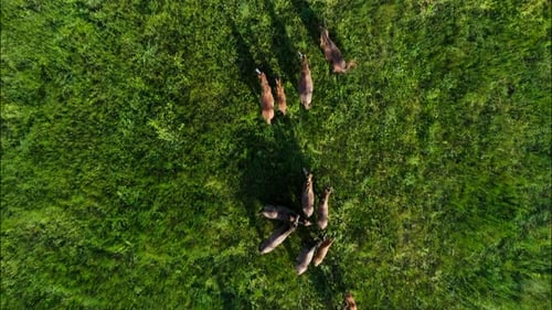 Chevaux sauvages qui courent des Mustangs sauvages sur la belle herbe verte