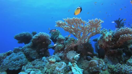 Colourful Reef Fish