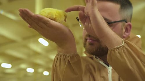 Happy Farmer Admires of Baby chicken at Camera on Poultry Farm
