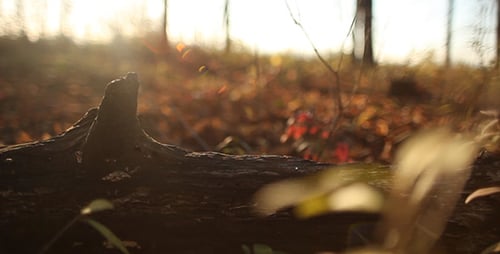 Sun Drenched Forest Floor with Old Fallen Log