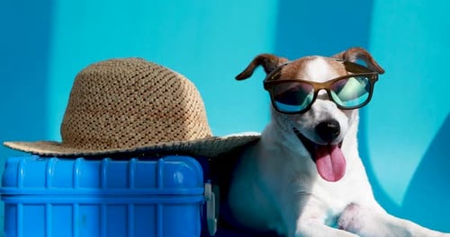 Dog Wearing Sunglasses Ready for Vacation