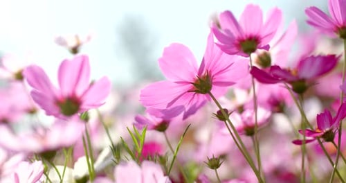 Pink Cosmos flower park
