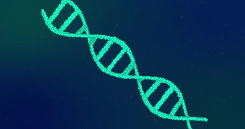 Dynamic DNA Strand Formation and Rotation Animation