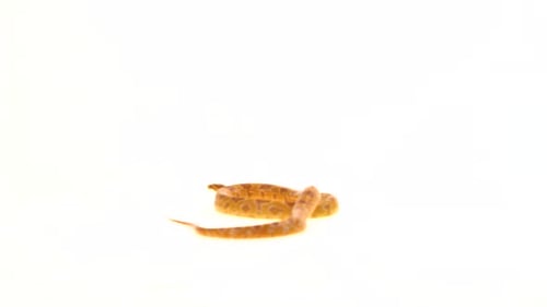 Python tigre Molurus Bivittatus Morph Albine Birman sur fond blanc