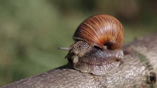 Traubenschnecke, Europas größte Schneckenkrieche