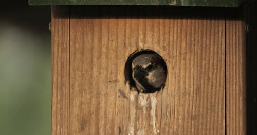 Haussperling im Nistkasten