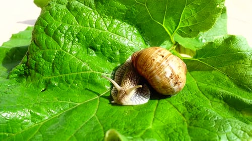 Shooting of Garden Snail