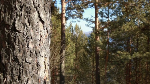 Pinewood, Panorama In A Pine Forest