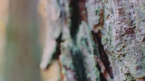 Makroaufnahme von Tree Bark