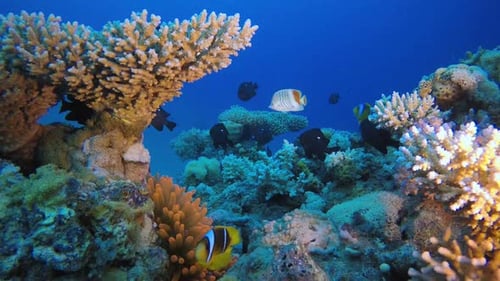 Tropical Clown Fish and Sea Anemone