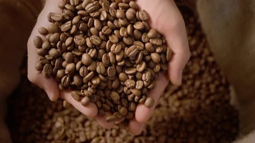 Hands Releasing Roasted Coffee Beans into Sack