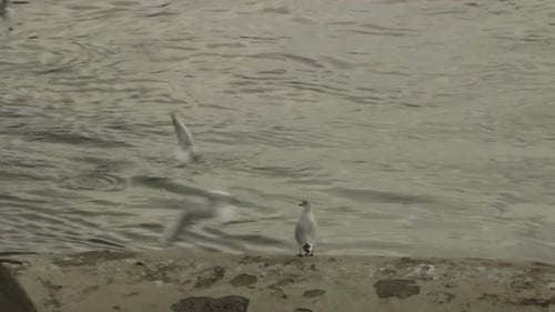 Seagulls Flying and Standing near the Water