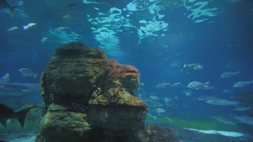 Aquarium with Fish and Sharks