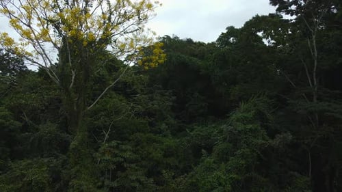 Lush Green Forest Tropical Environment
