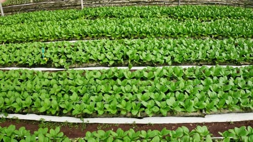 Rows of Green Plants Growing in Greenhouse