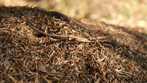 Bustling Ant Colony on Forest Floor
