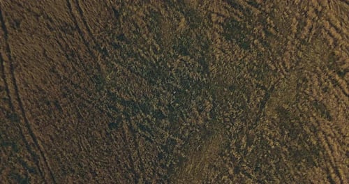 Children are Standing in the Field