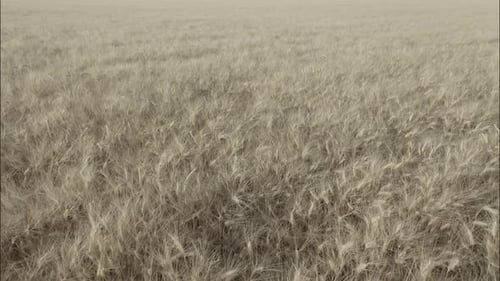 Top View of a Wheatfield