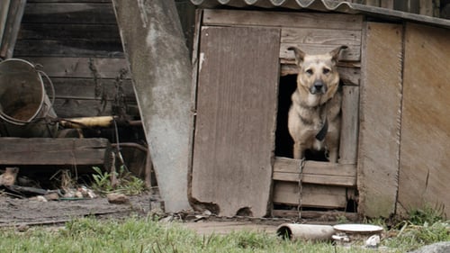 Dog Peeking Out Of the Dog House