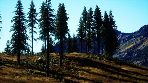 Trees on Meadow Between Hillsides with Conifer Forest