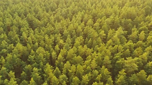 Drone Flight Above Spring Misty Green Pine Coniferous Forest. Aerial View Of Green Pine Coniferous