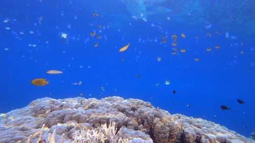 Underwater Fish Tropical Reef Marine