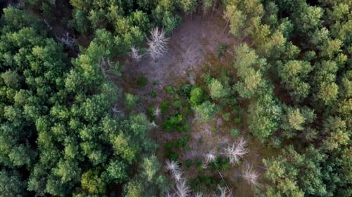 Aerial View. Flying over the beautiful green forest in a rural landscape. Top view of trees in fores