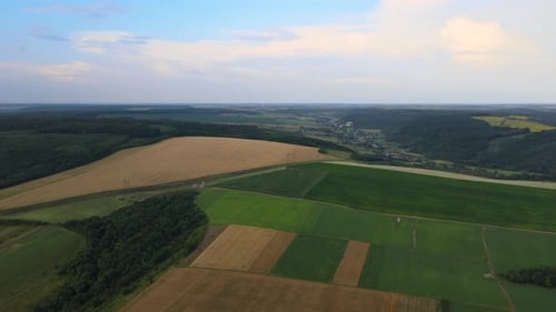 Aerial Landscape View of Yellow Cultivated Agricultural Fields with Ripe Wheat and Green Woods on