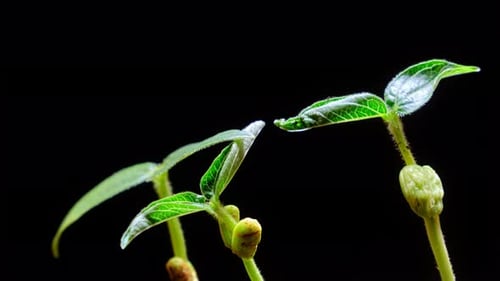 Growing Plant Sprouts Against Black Background