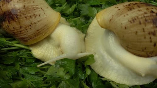 Snails Crawling on Fresh Green Parsley