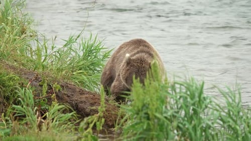 Brown Bear in River