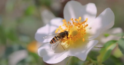 Schwebfliegen, Blumenfliegen oder Syrphidenfliegen, Insektenfamilie Syrphidae