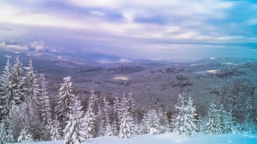 The Winter Mountain Forest