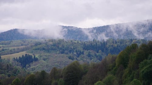 Misty Mountains Covered with Green Trees