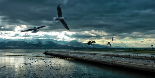 Seagulls 2