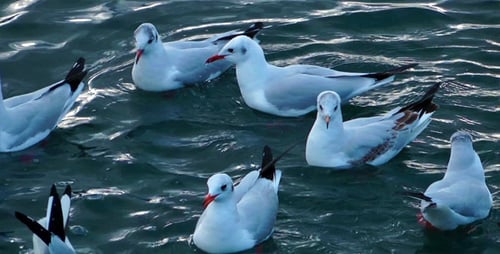 Möwen auf dem Wasser 1