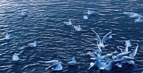 Many Seagulls Floating Peacefully on Water