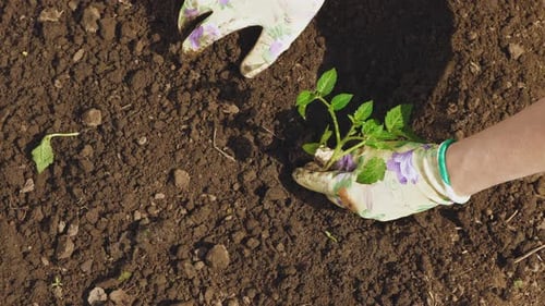 Hands Planting Seedling in Rural Soil