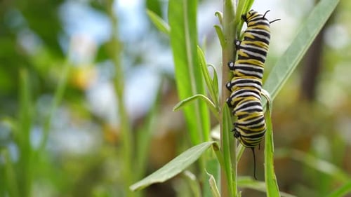 Monarch Caterpillar Resting on Vibrant Green Plant